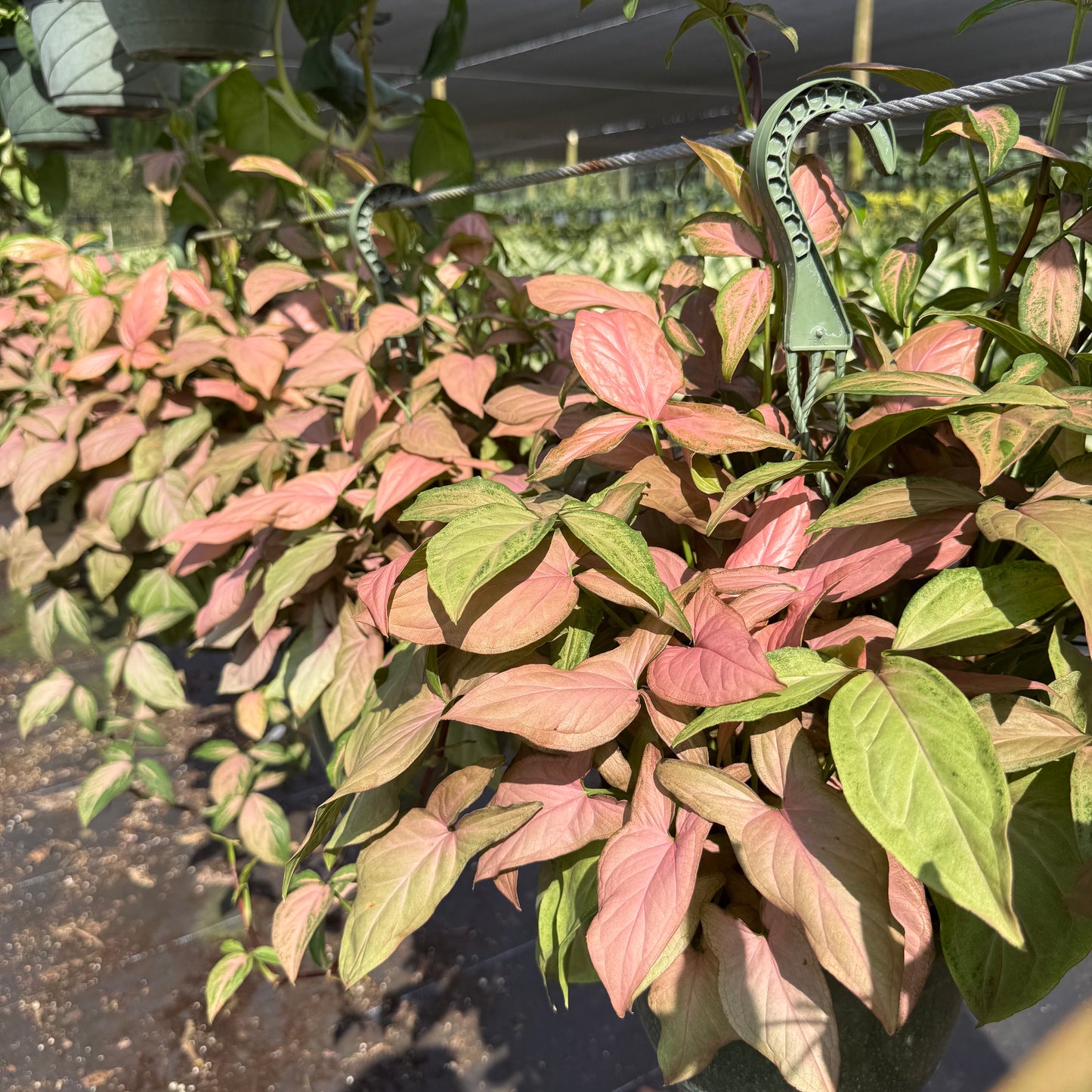 Syngonium Neon Robusta