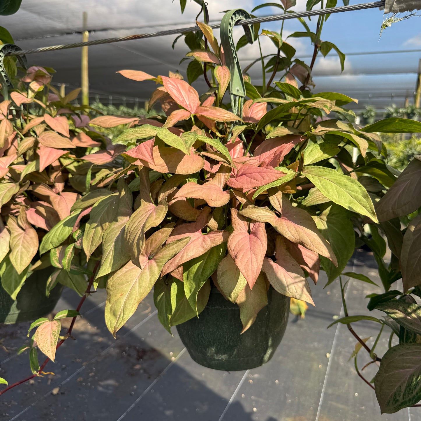 Syngonium Neon Robusta