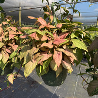 Syngonium Neon Robusta