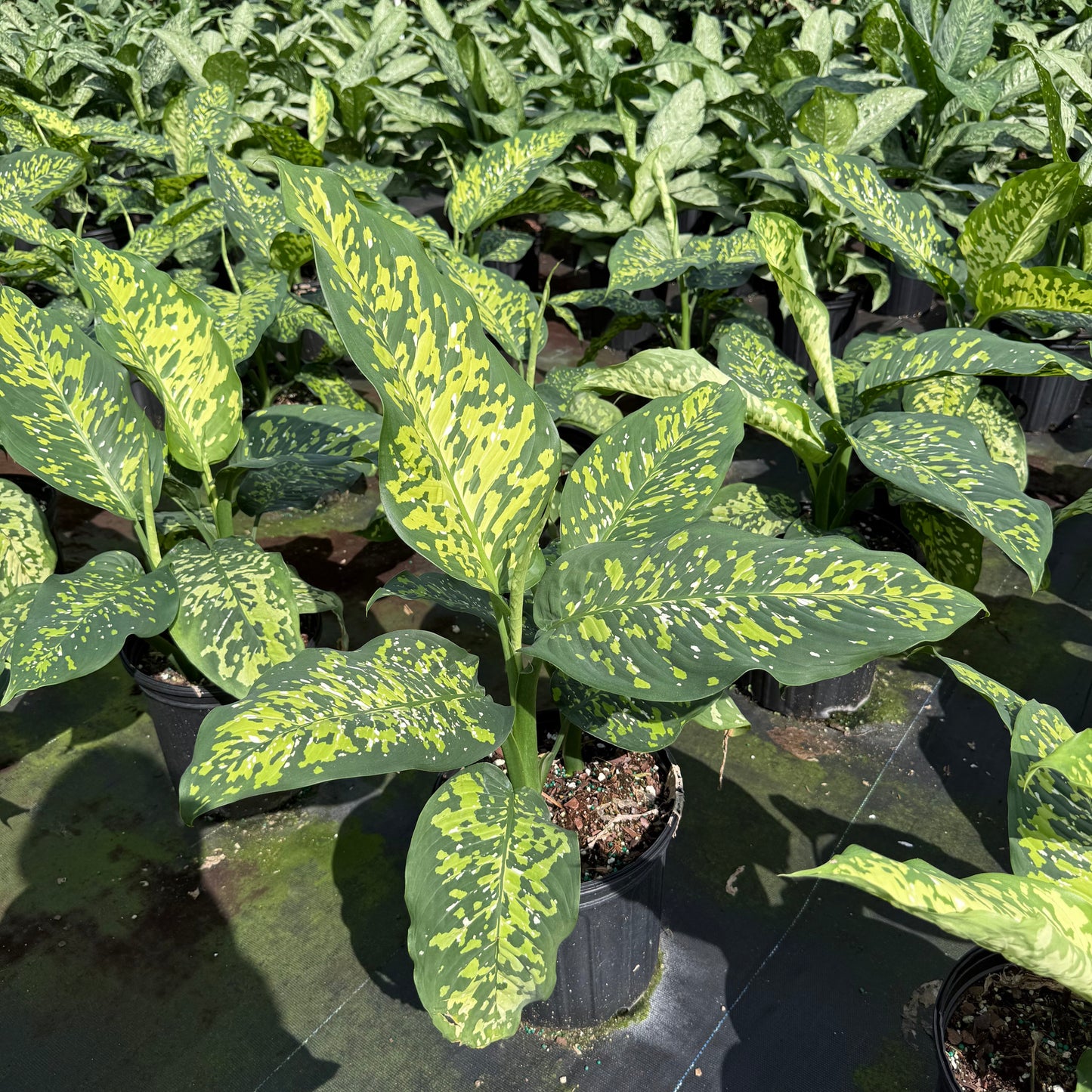 Dieffenbachia Cheetan
