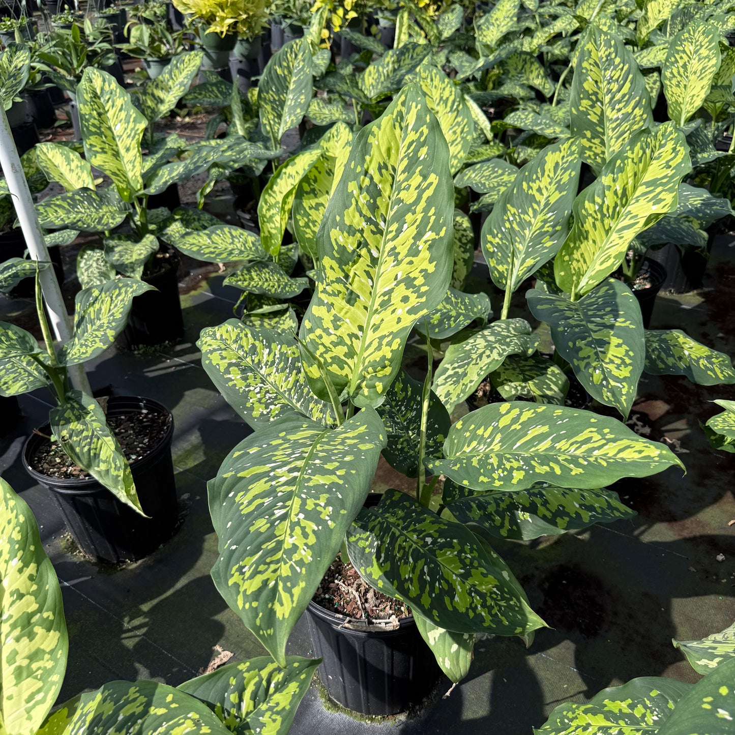 Dieffenbachia Cheetan