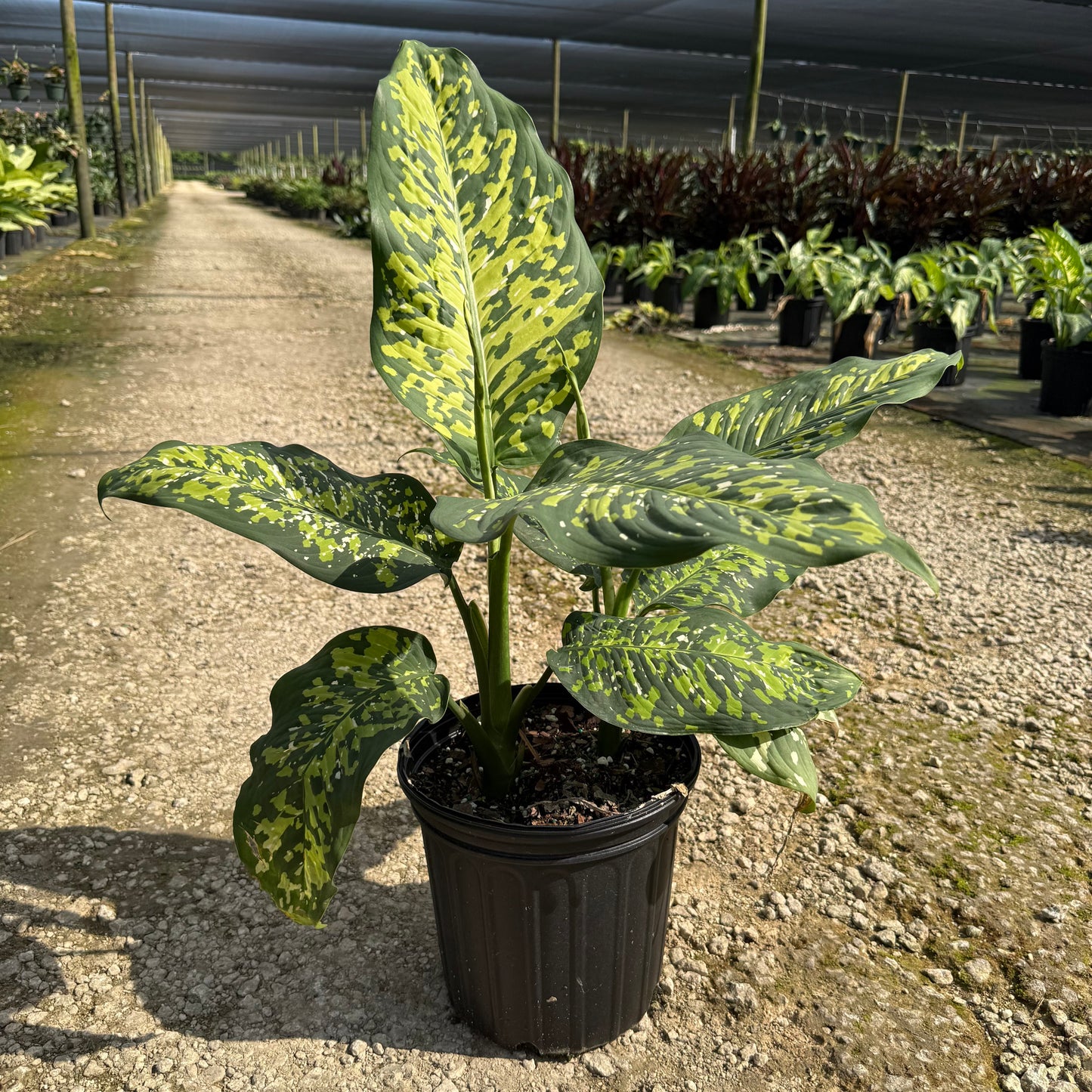 Dieffenbachia Cheetan