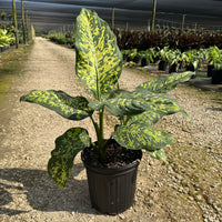 Dieffenbachia Cheetan