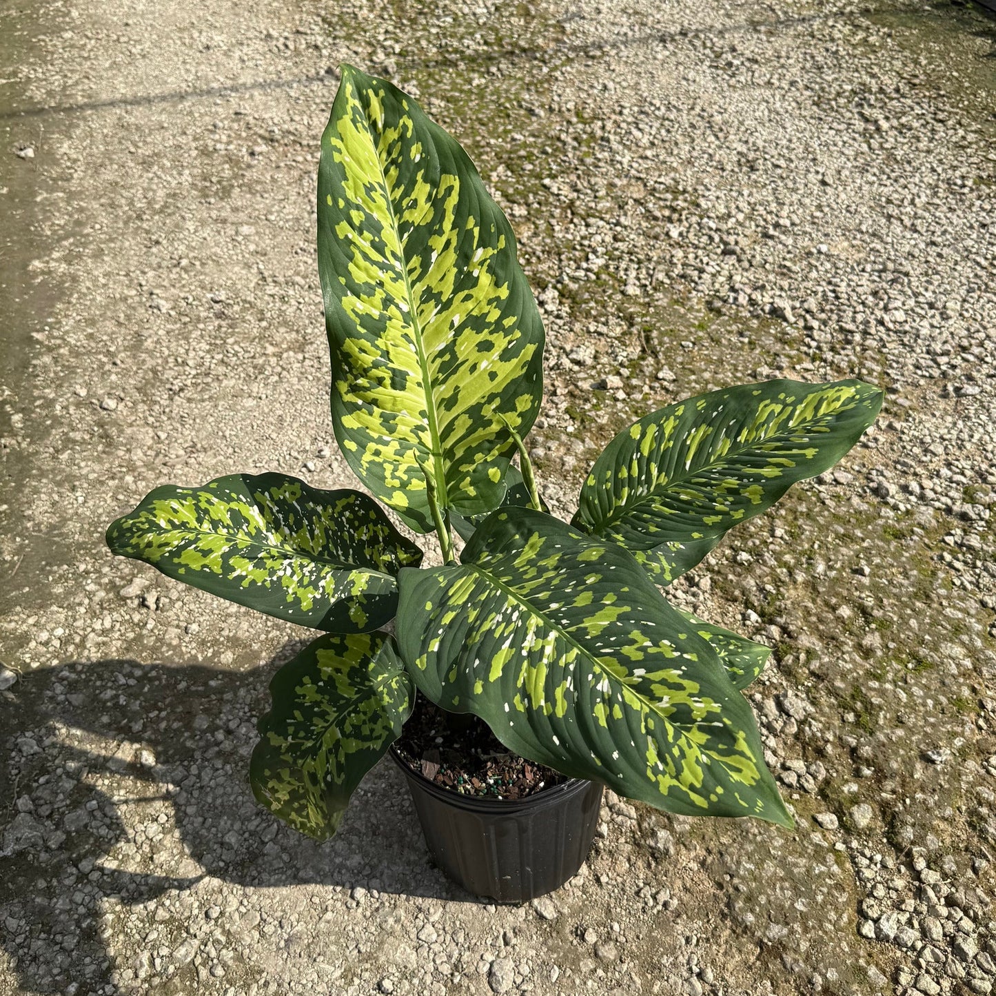 Dieffenbachia Cheetan
