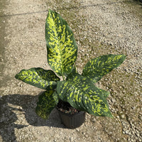 Dieffenbachia Cheetan