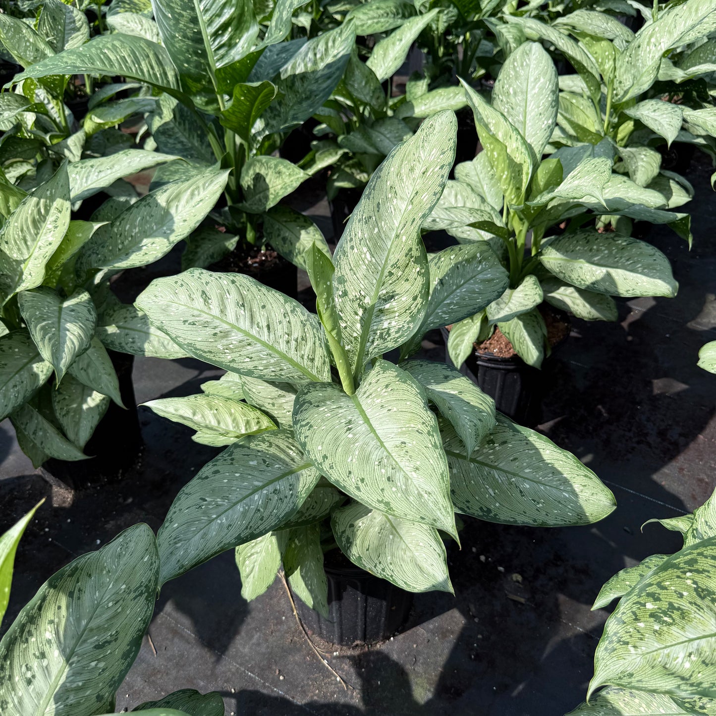 Dieffenbachia Memoria Corsii