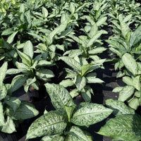 Dieffenbachia Memoria Corsii