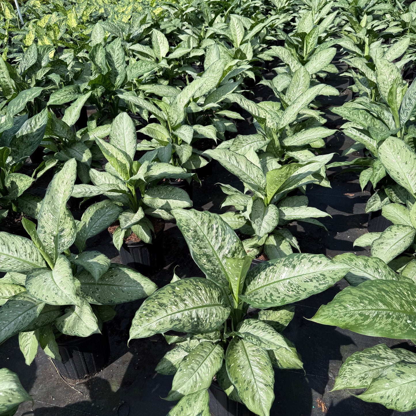 Dieffenbachia Memoria Corsii