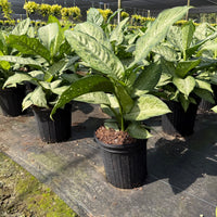 Dieffenbachia Memoria Corsii