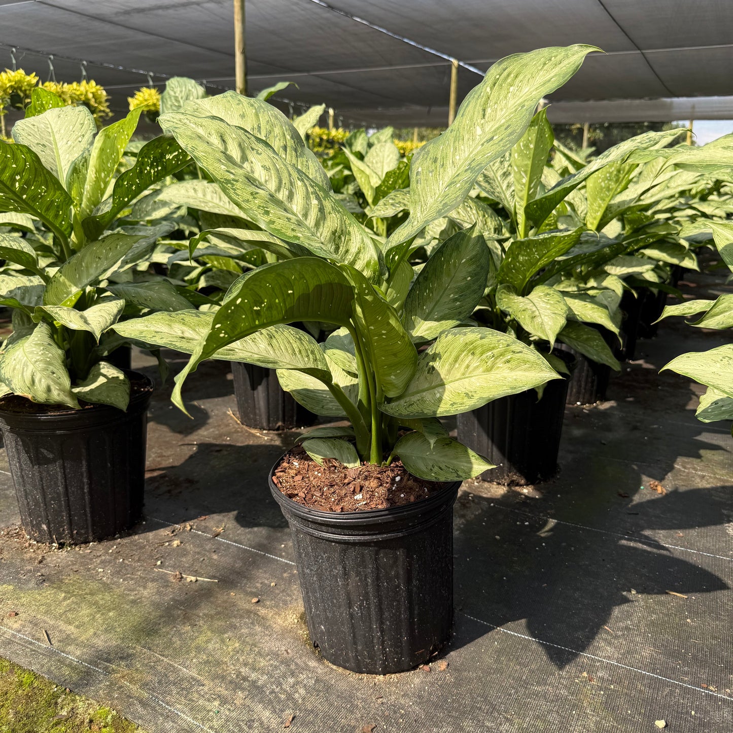 Dieffenbachia Memoria Corsii