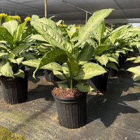Dieffenbachia Memoria Corsii