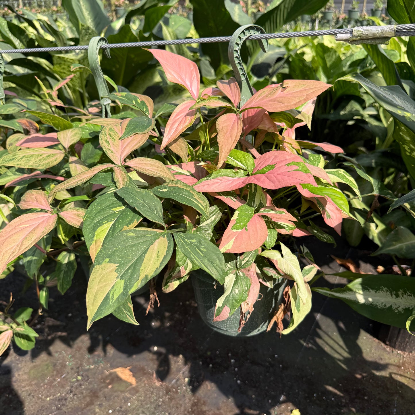 Syngonium ‘Pink Splash’