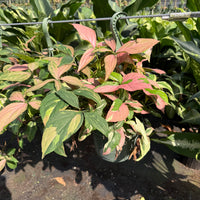 Syngonium ‘Pink Splash’