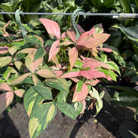Syngonium ‘Pink Splash’