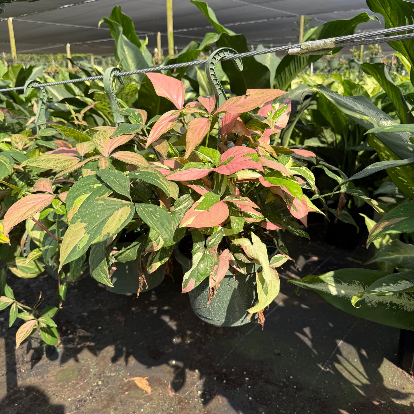 Syngonium ‘Pink Splash’