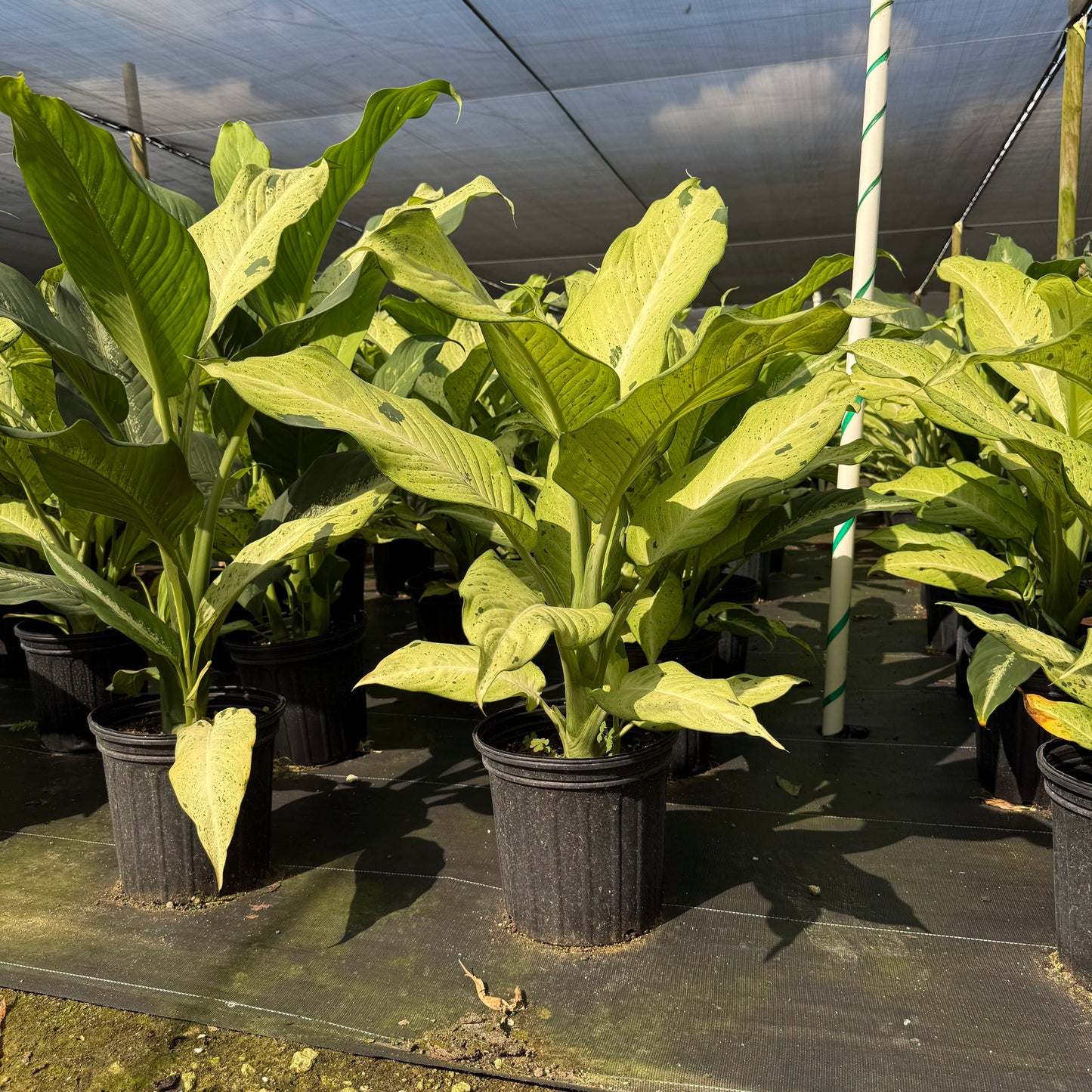 Dieffenbachia Camouflage