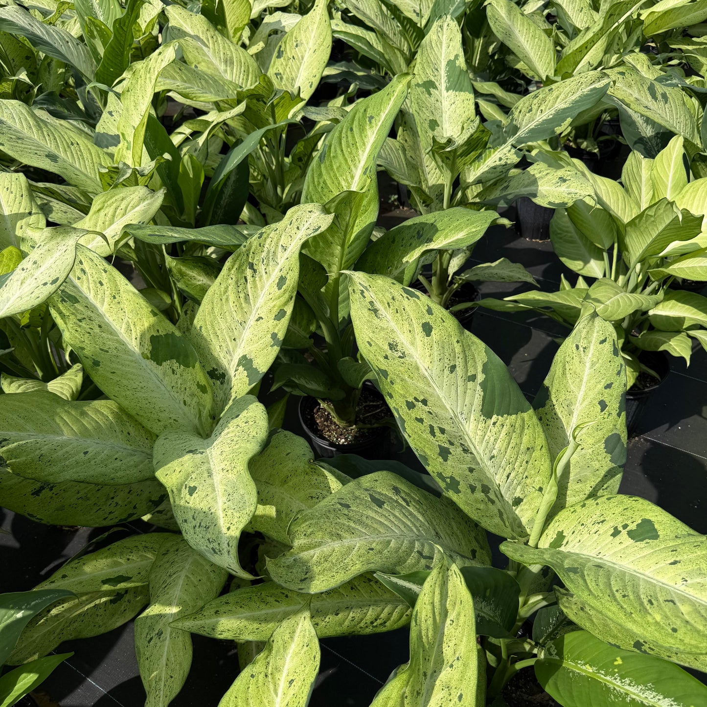 Dieffenbachia Camouflage