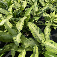 Dieffenbachia Camouflage