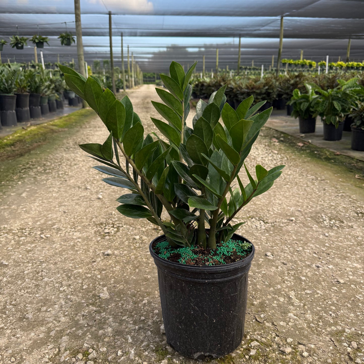 ZZ Plant (Zamioculcas)