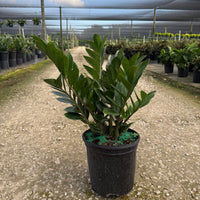 ZZ Plant (Zamioculcas)