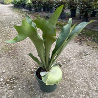 Staghorn Fern