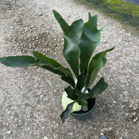 Staghorn Fern