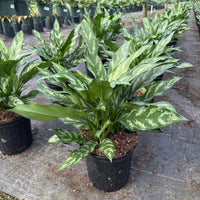 Aglaonema Mary Ann