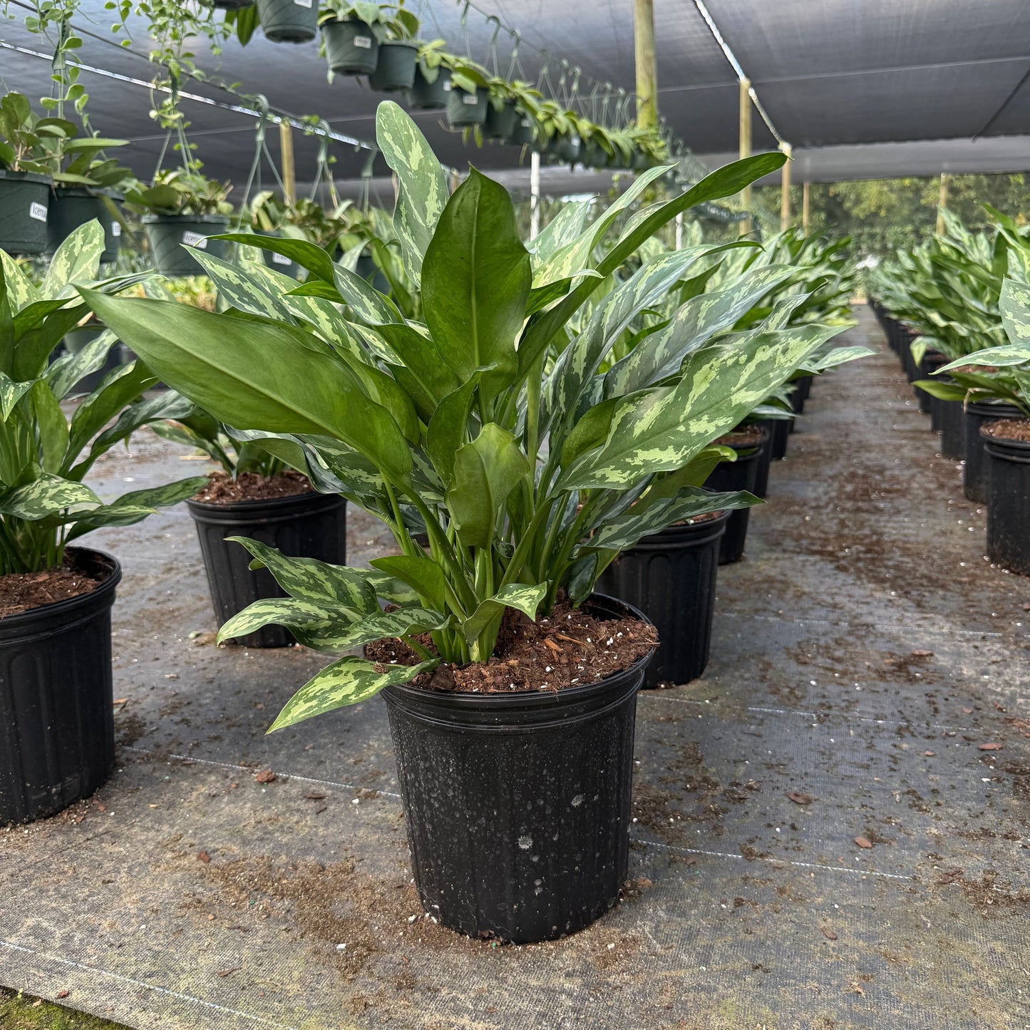 Aglaonema Mary Ann