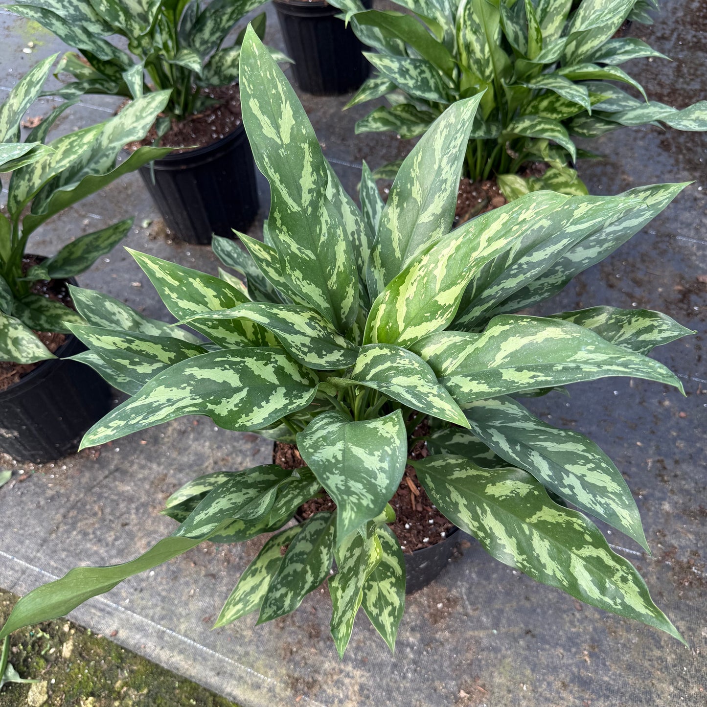 Aglaonema Mary Ann