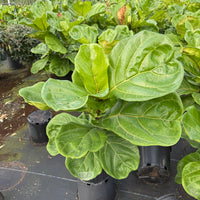 Ficus Lyrata