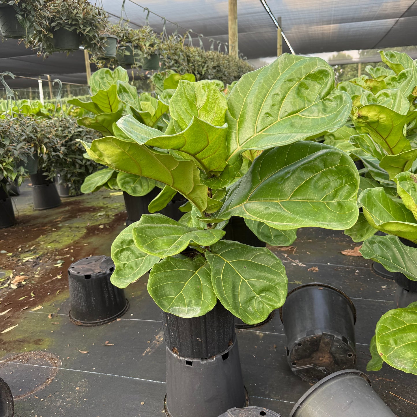 Ficus Lyrata