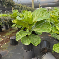 Ficus Lyrata
