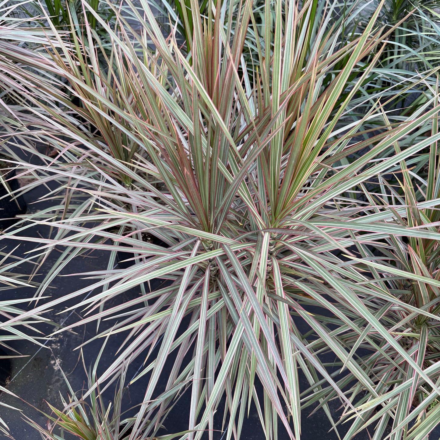 Dracaena Bicolor Bush