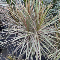 Dracaena Bicolor Bush