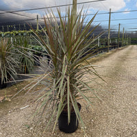 Dracaena Bicolor Bush