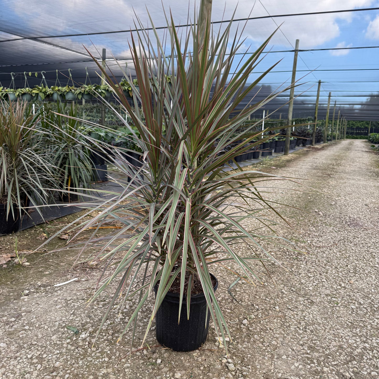 Dracaena Bicolor Bush