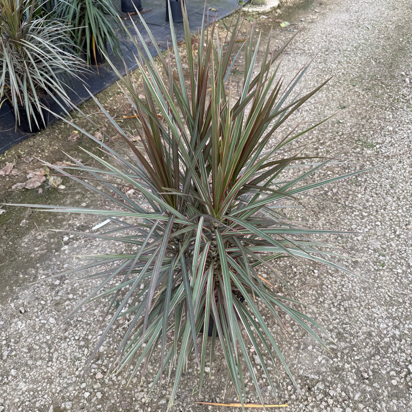 Dracaena Bicolor Bush