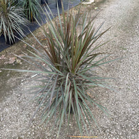 Dracaena Bicolor Bush