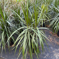 Dracaena Marginata