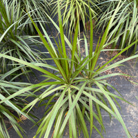 Dracaena Marginata