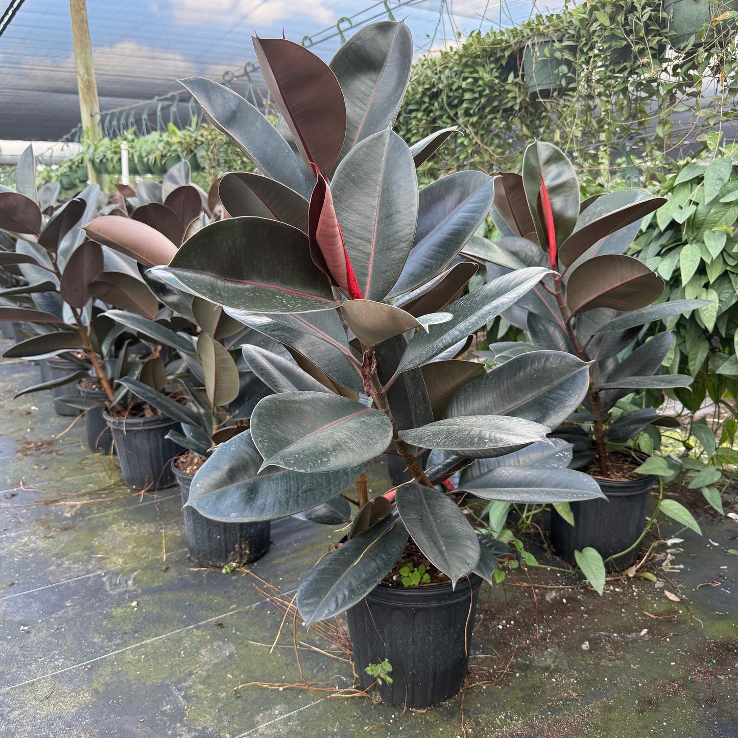 Ficus Burgundy