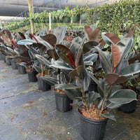 Ficus Burgundy