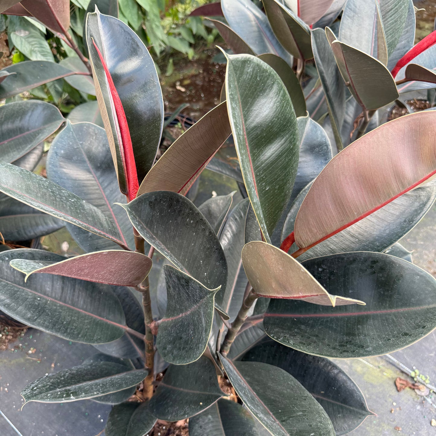 Ficus Burgundy