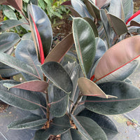 Ficus Burgundy