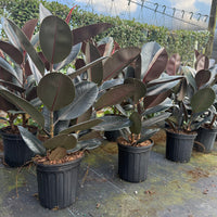 Ficus Burgundy