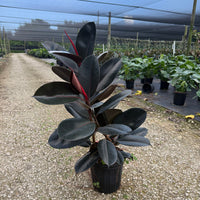 Ficus Burgundy