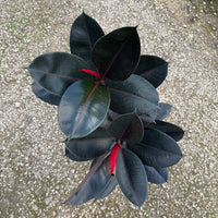 Ficus Burgundy