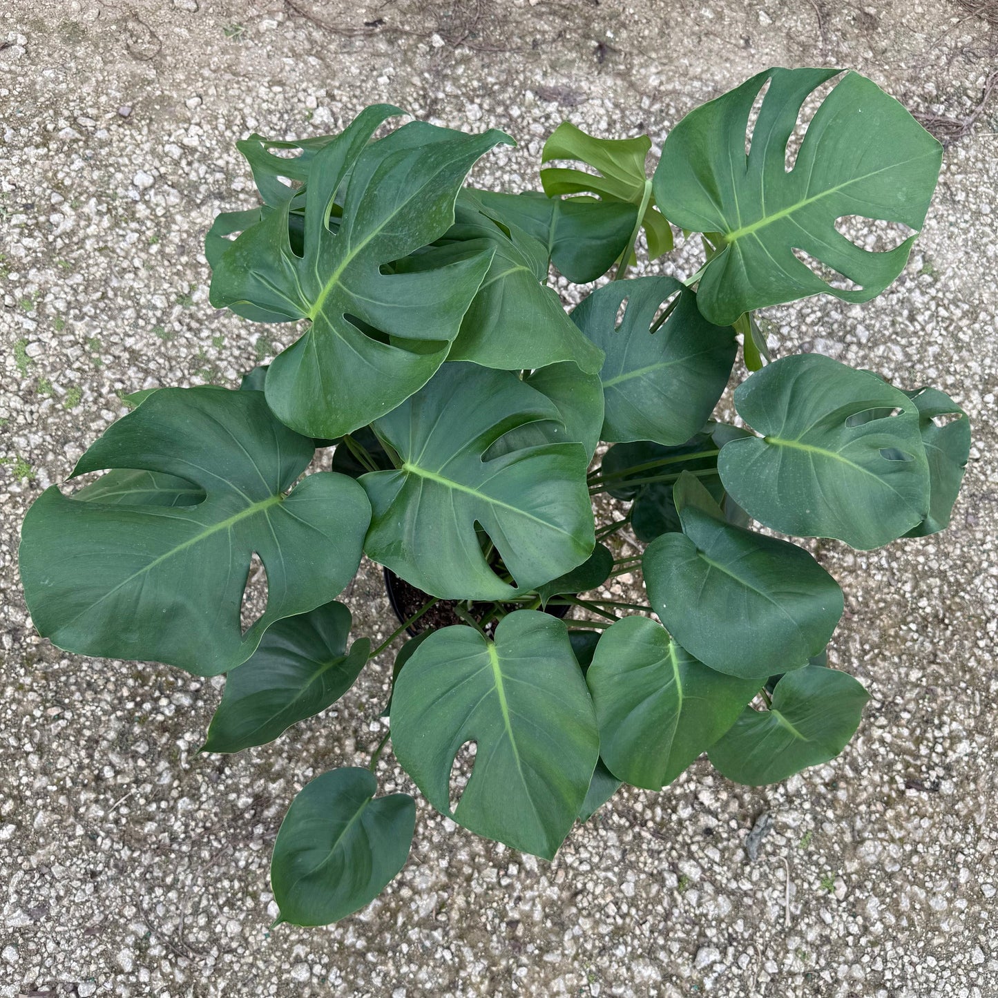 Monstera Deliciosa 10”