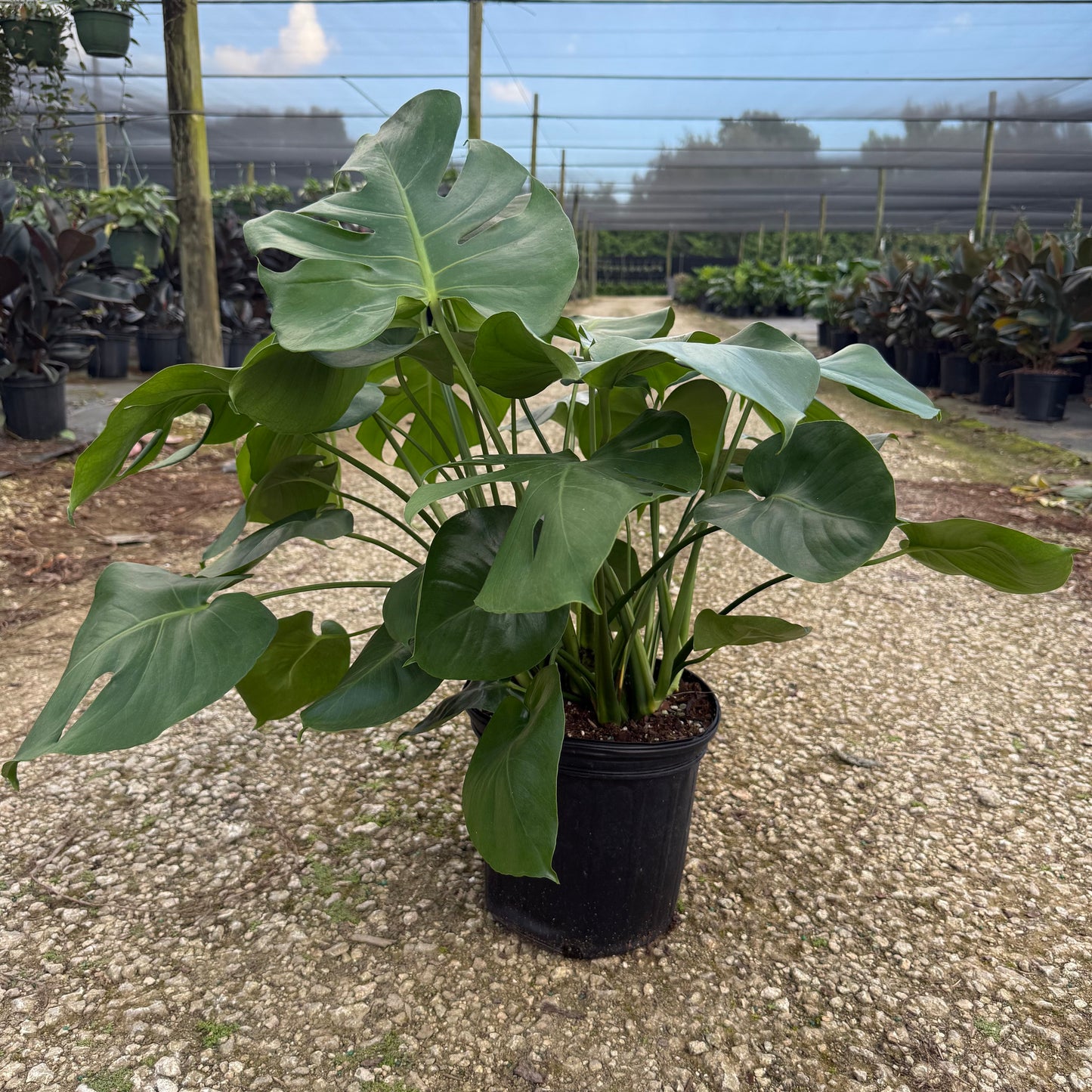 Monstera Deliciosa 10”