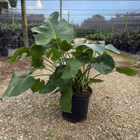 Monstera Deliciosa 10”